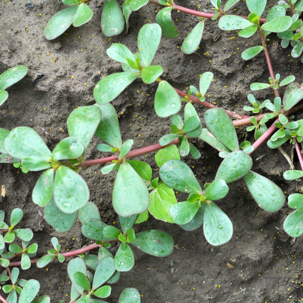 8 Reasons Why You Shouldn’t Pull Out Purslane and Should Use It Instead